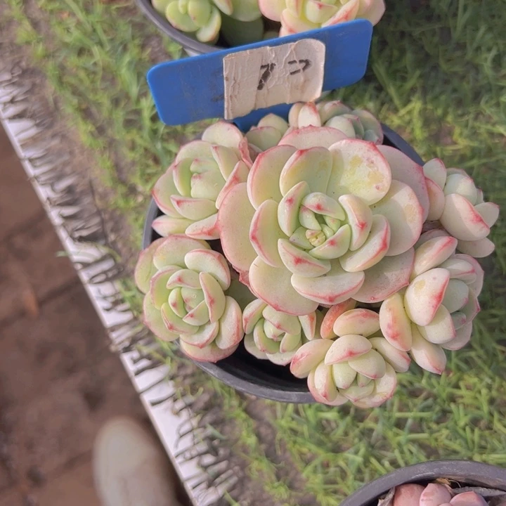 健健康康平平安安