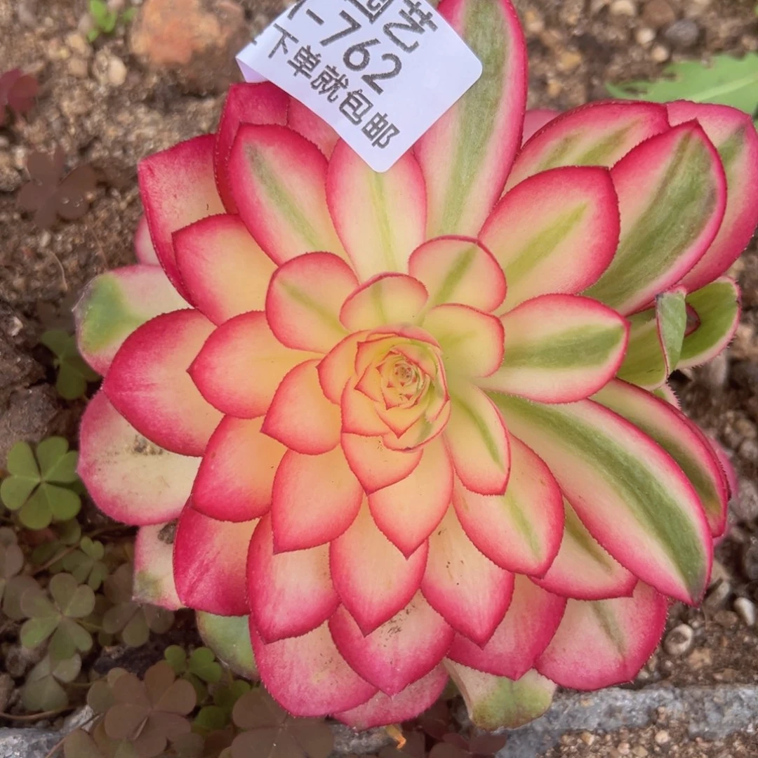 荔枝多肉植物762