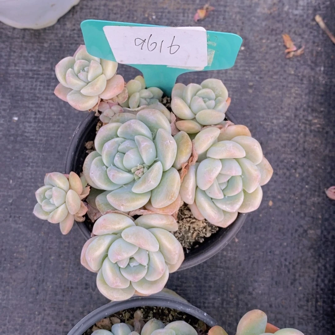 用****4多肉植物冰玉11111