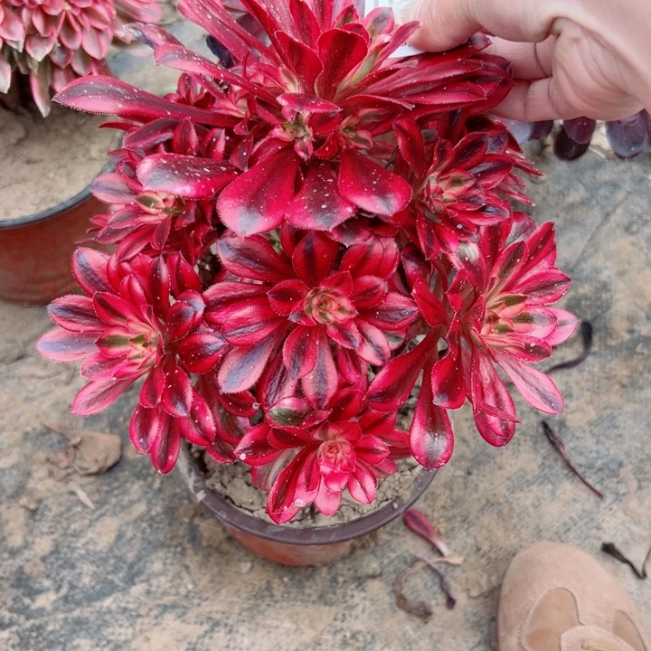 166香奈多肉植物