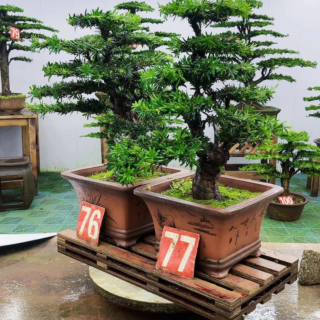 完全开放罗汉松盆景艺术