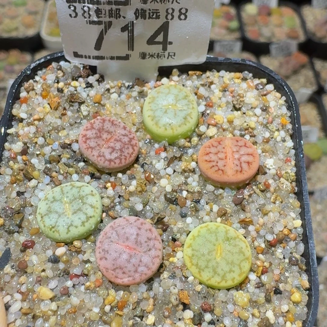Sssss生石花肉锥714