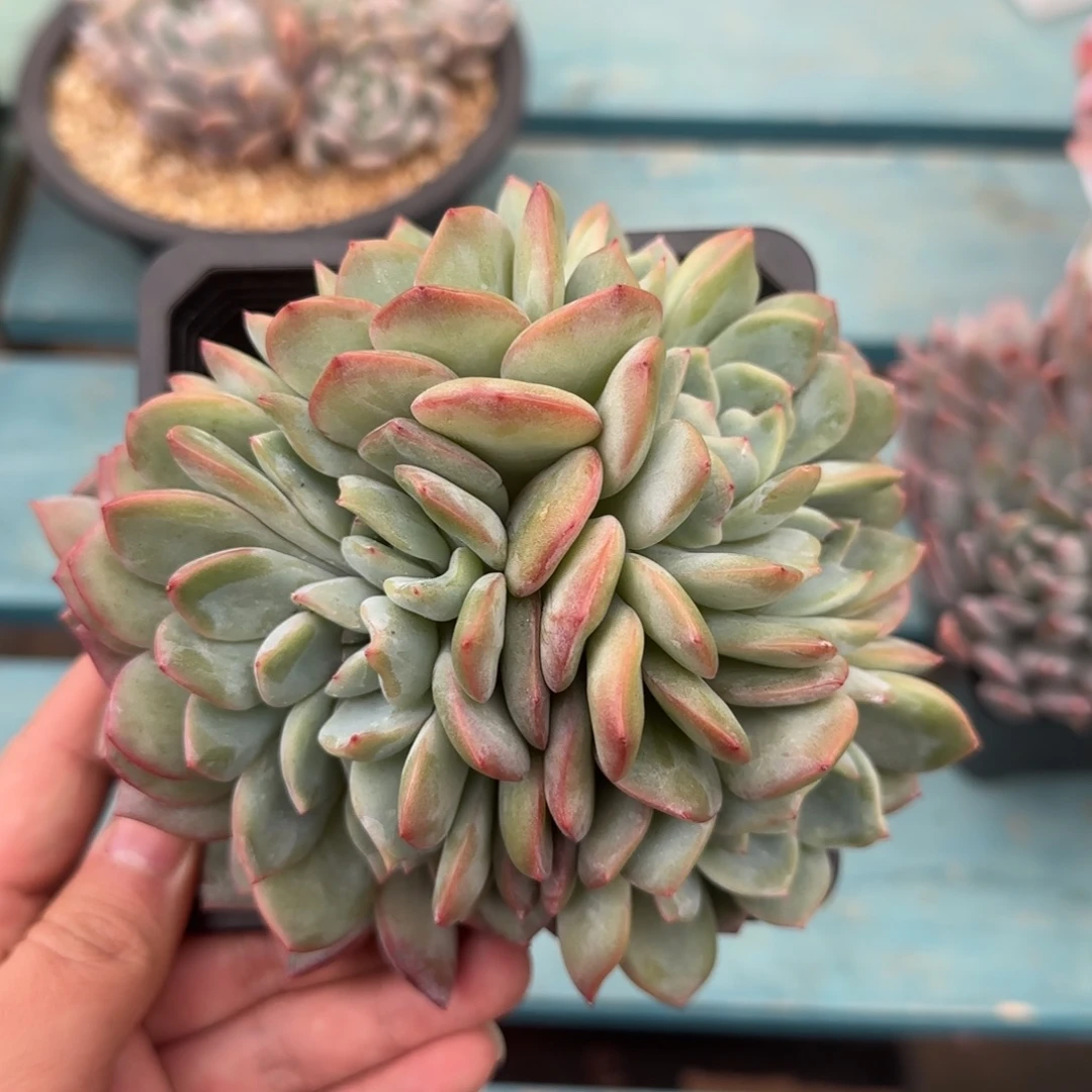 泡芙10头，发货点延迟