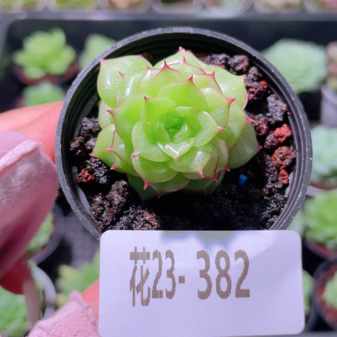 花利美23-382麦秆