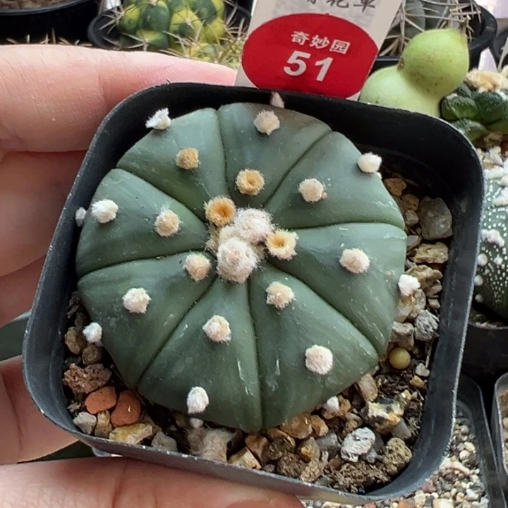 实生高绒指纹兜4.8cm
