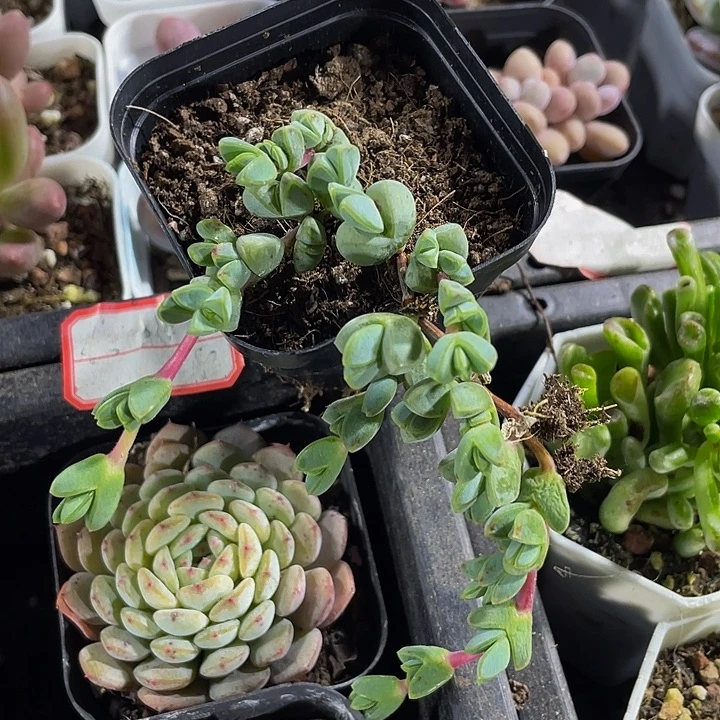 碧玉连带盆土发货