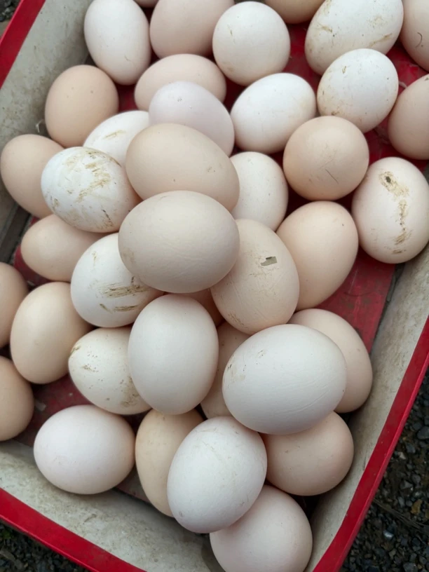 农家散养正宗新鲜土鸡蛋山林纯五谷