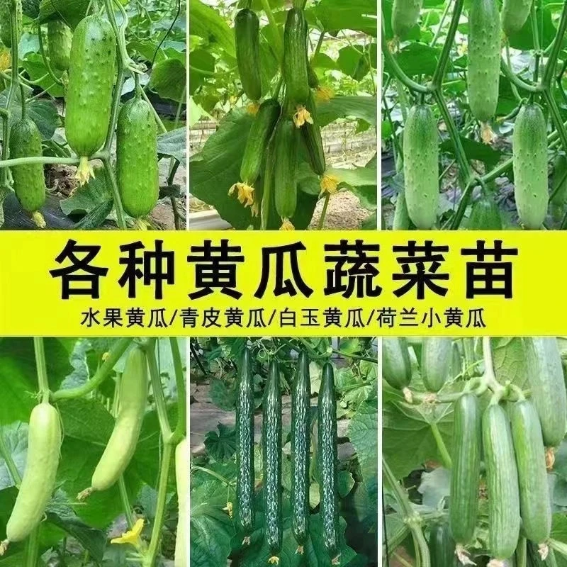 黄瓜苗水果黄瓜苗阳台盆栽黄瓜秧苗四季早熟嫁接大小地爬盆栽秧苗