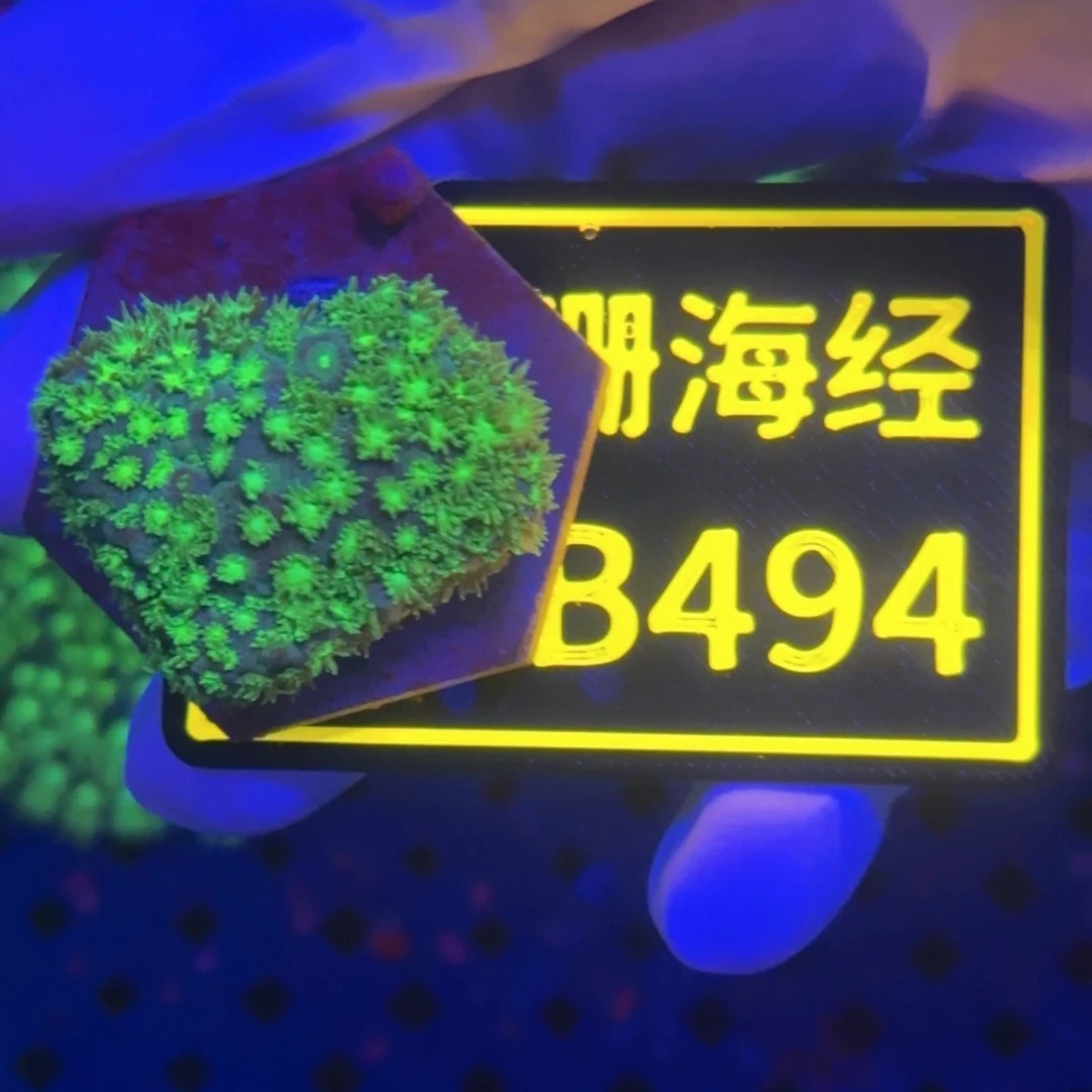 纽扣珊瑚阳*又又微孔B494