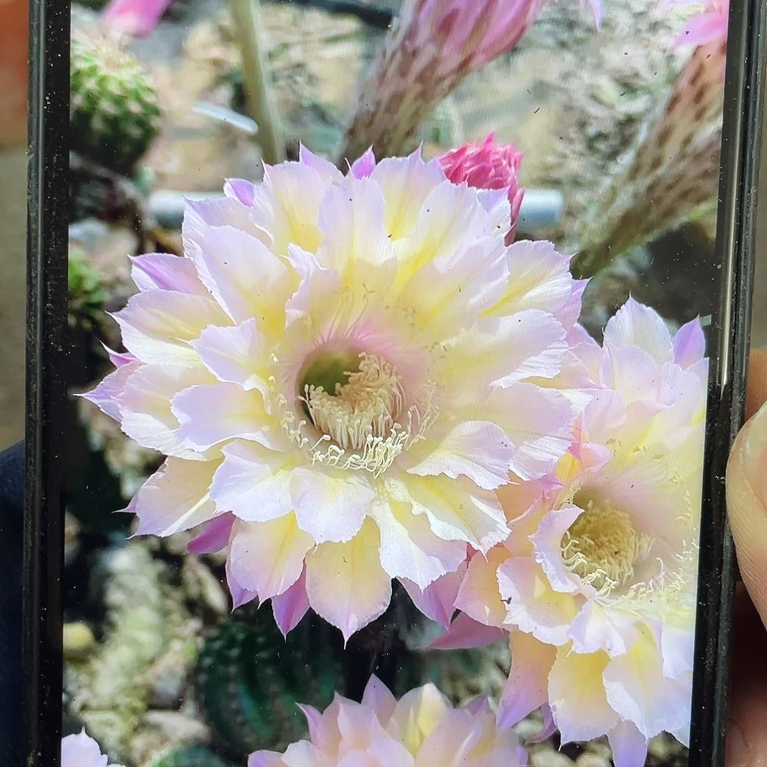 格格自根球6公分以上满18包邮