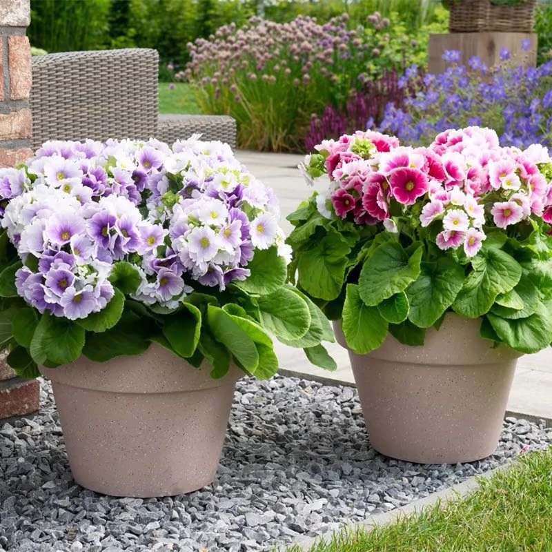 【新疆包邮】四季樱草（简易盆）耐寒好养带花苞多色阳台花期长花卉