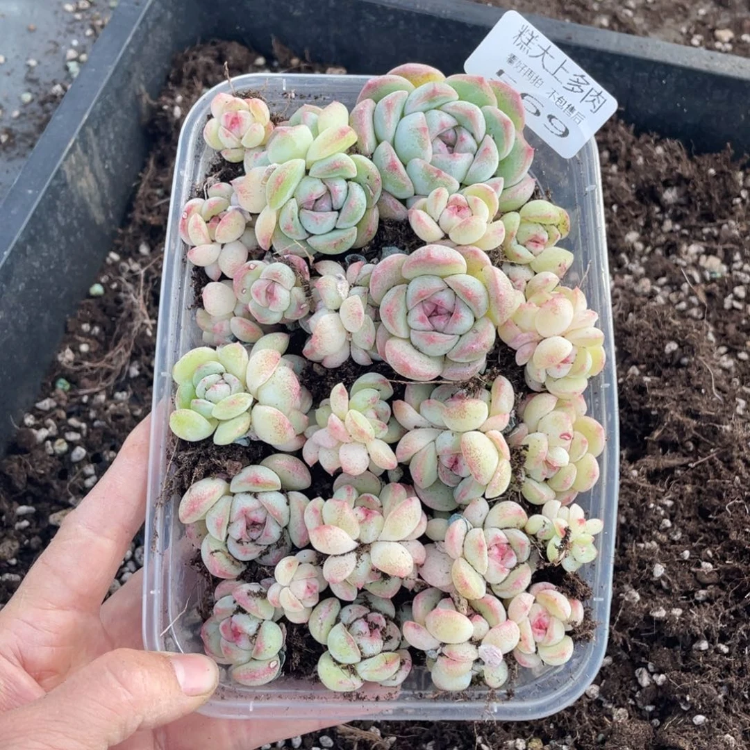 糕大上多肉植物569