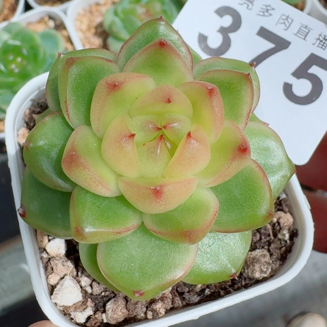 空灵珍妮            精美多肉植物