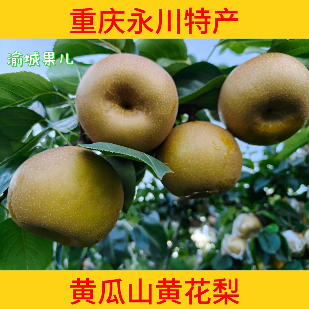 （其他地区）永川黄瓜山黄花梨脆甜多汁无渣现摘现发