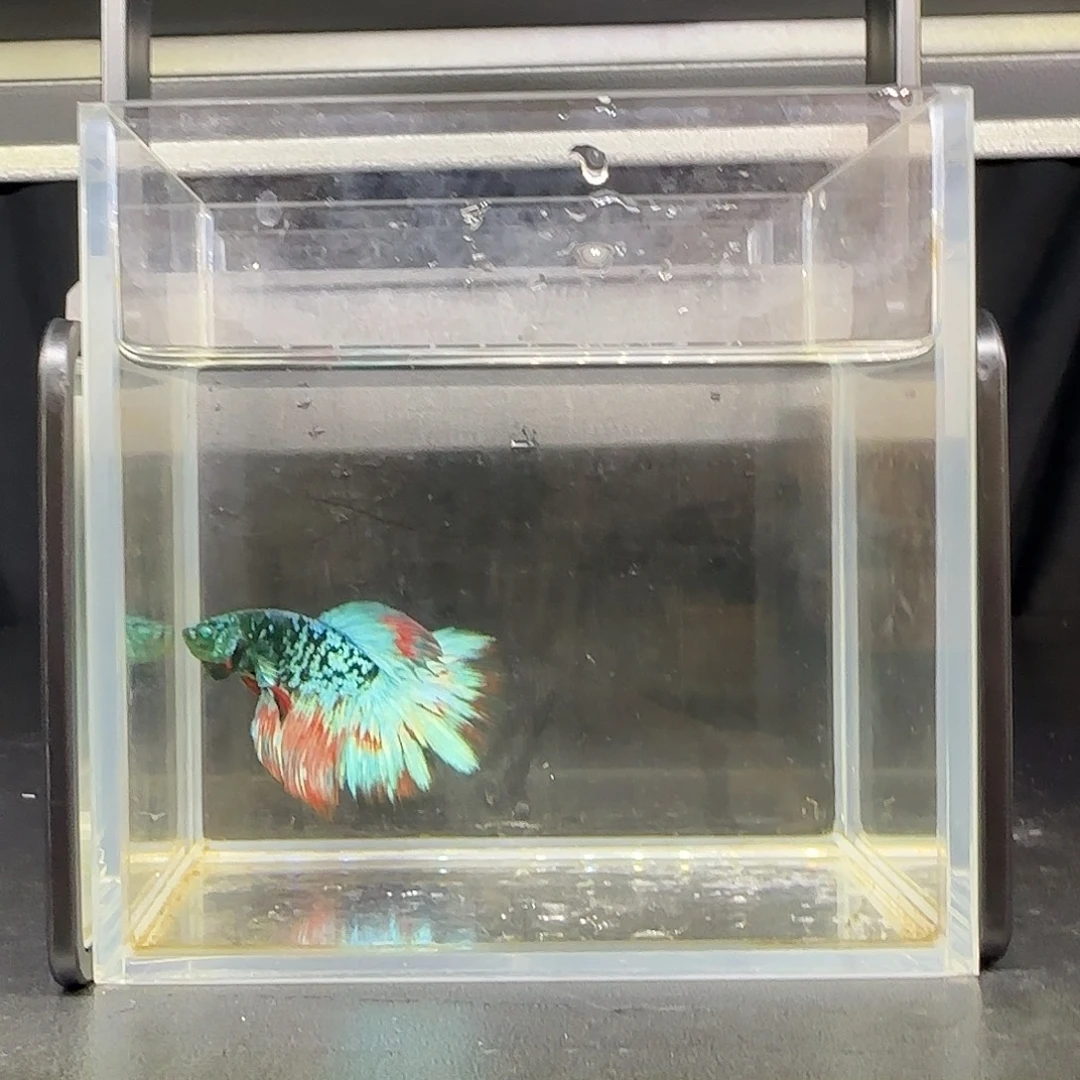 竞拍十二月十三日