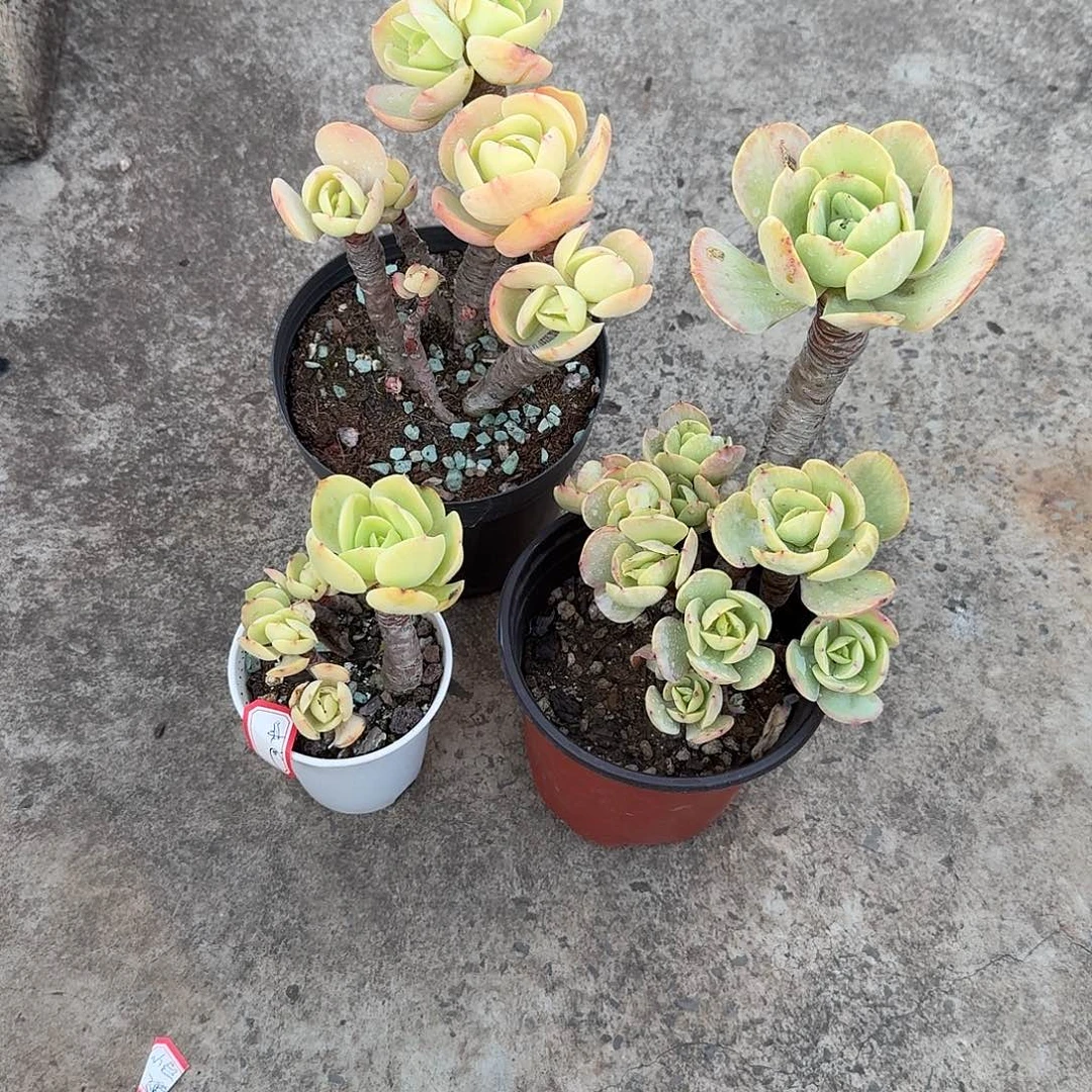 &***&鸡蛋碧桃多肉植物三颗