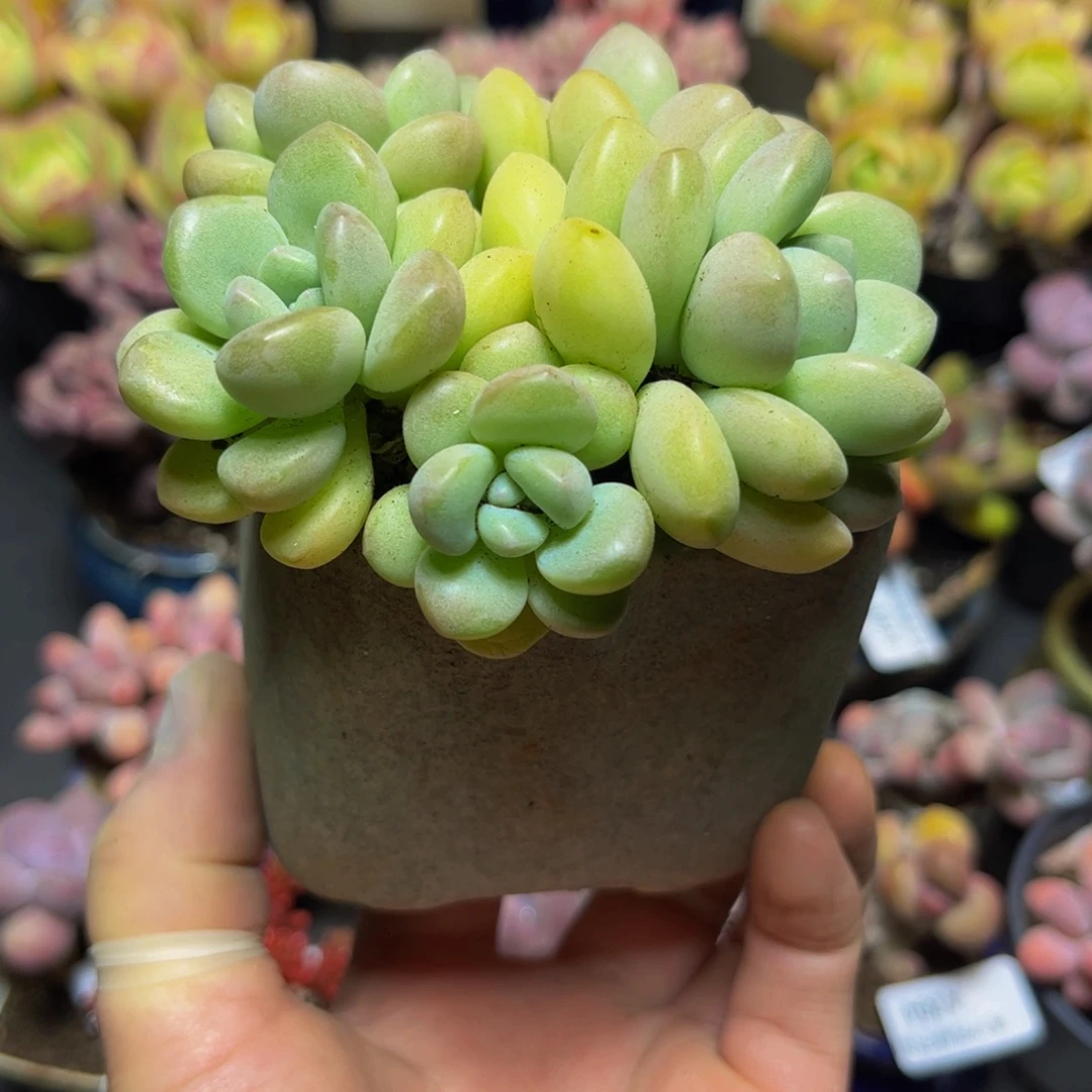 321泡泡糖8厘米多肉