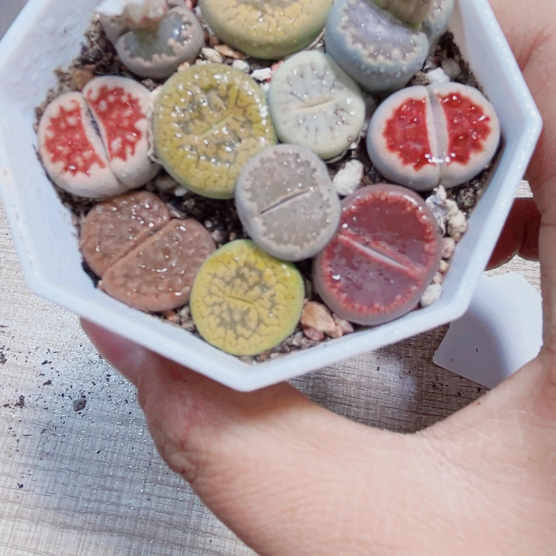 生石花多肉植物6666