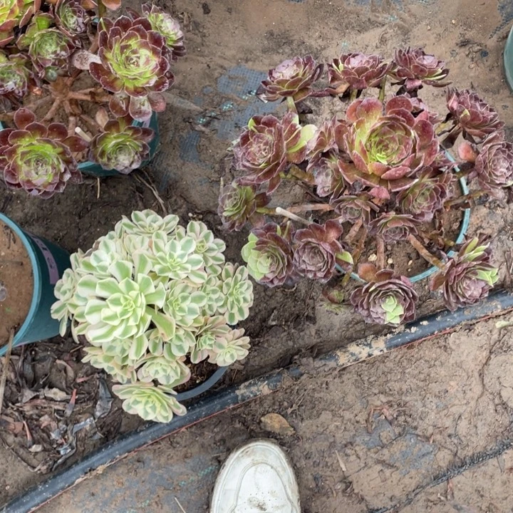 69多肉多肉多肉多肉多肉