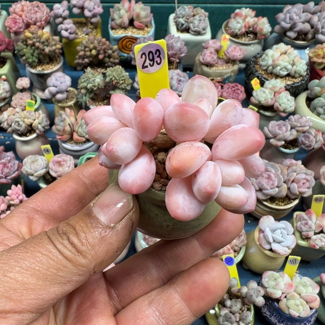 293号香水老桩带盆土发