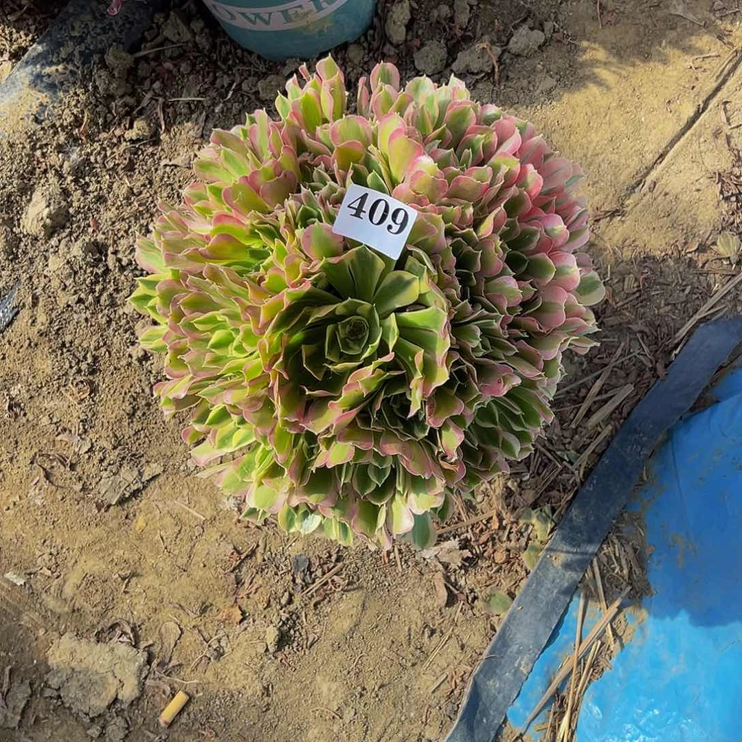 白凤法师多肉1-19