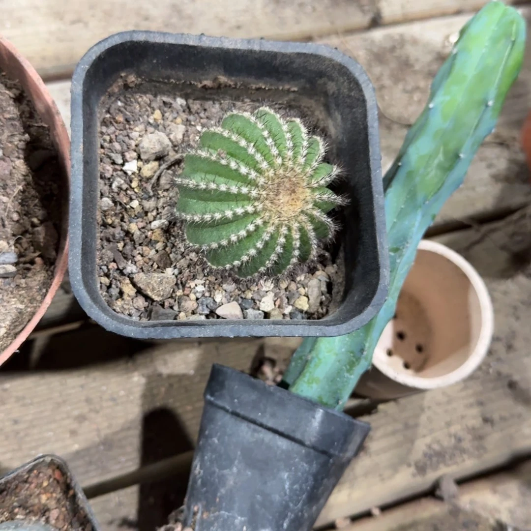 小号尤博球带盆带土带根