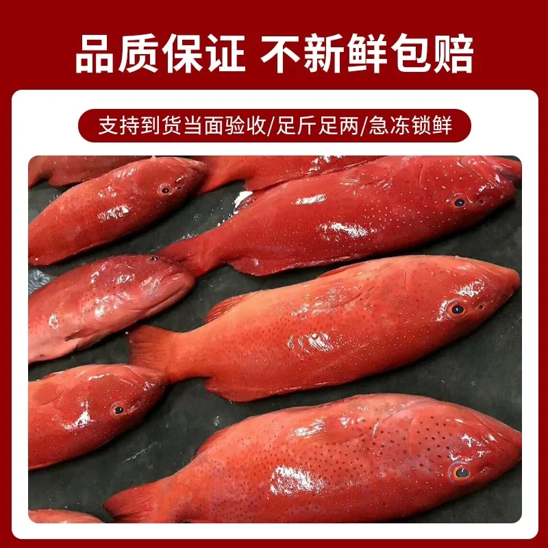 【大东星斑】冻品清仓没有售后！！建议不要拍