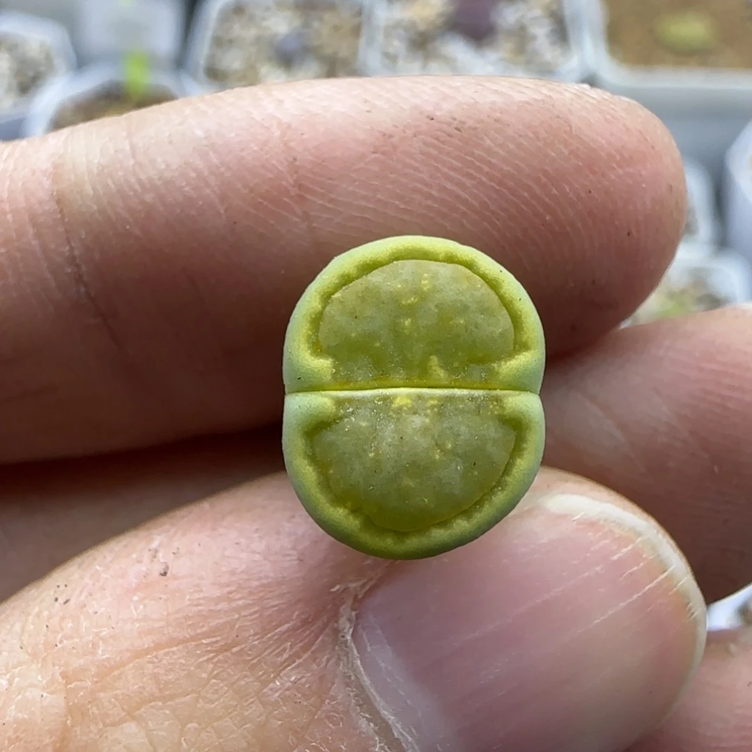 570 清框福利30包邮