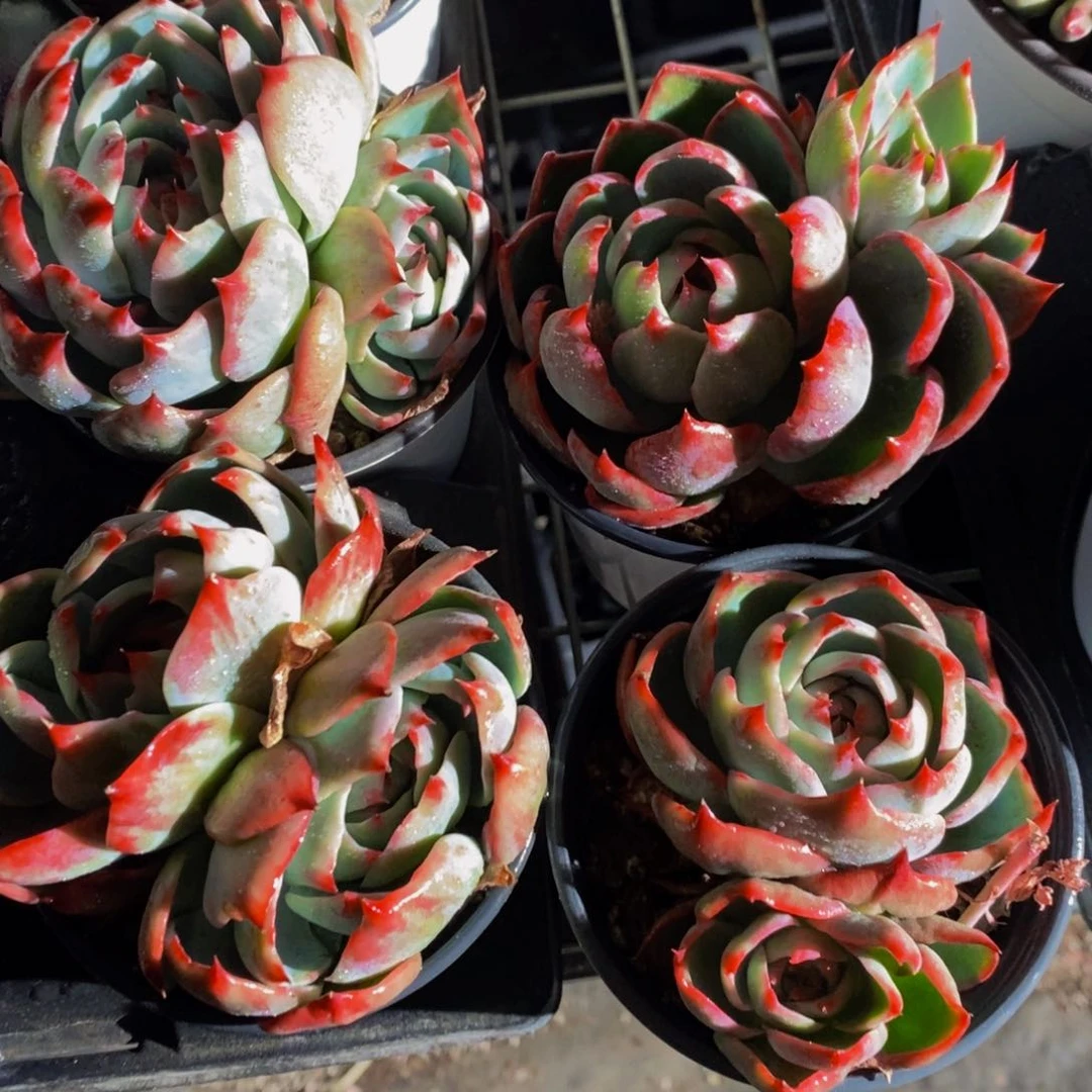 24-宽叶惊鸿娃娃双头母本一个