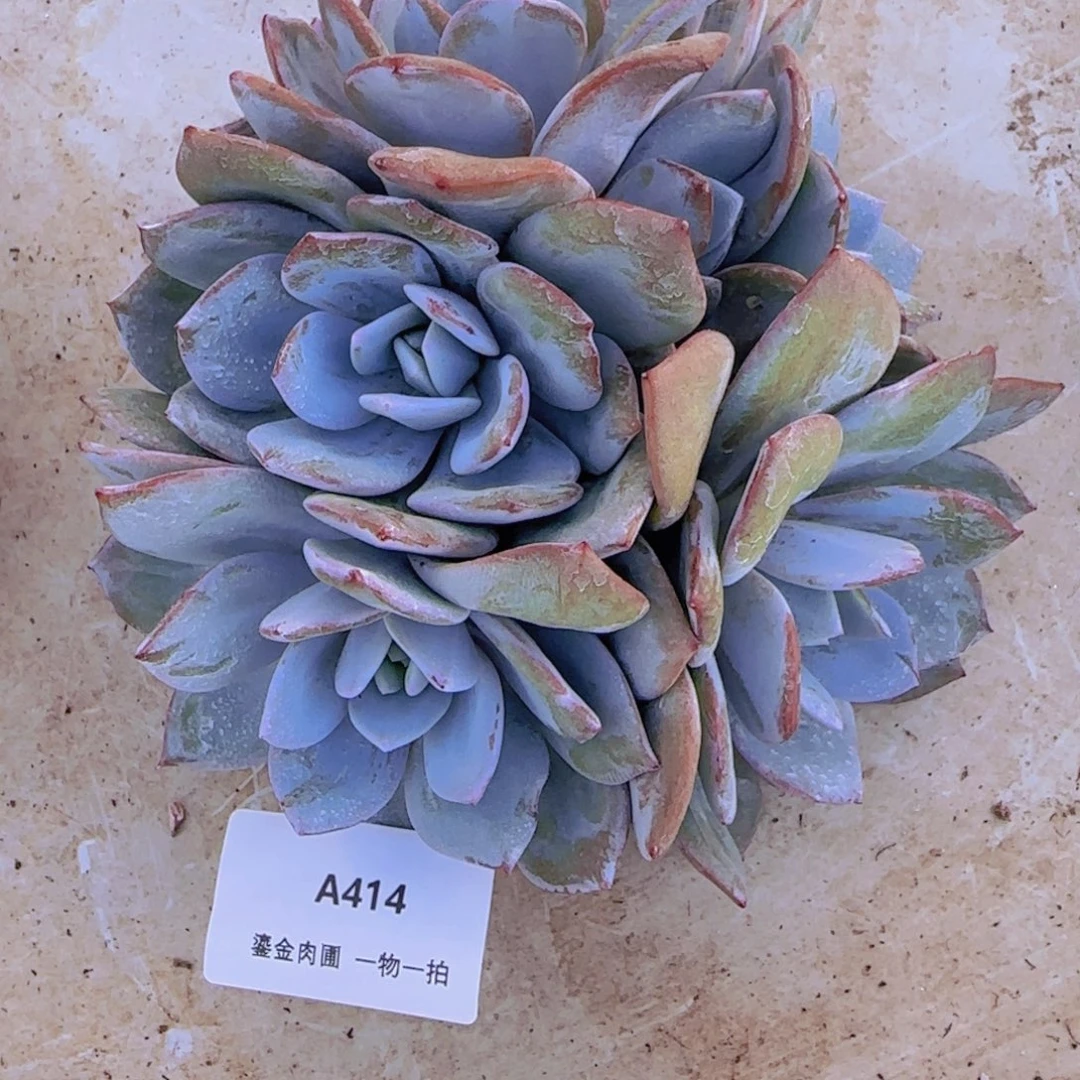 淑****A414奶茶群生