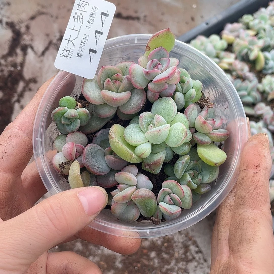 糕大上多肉植物444