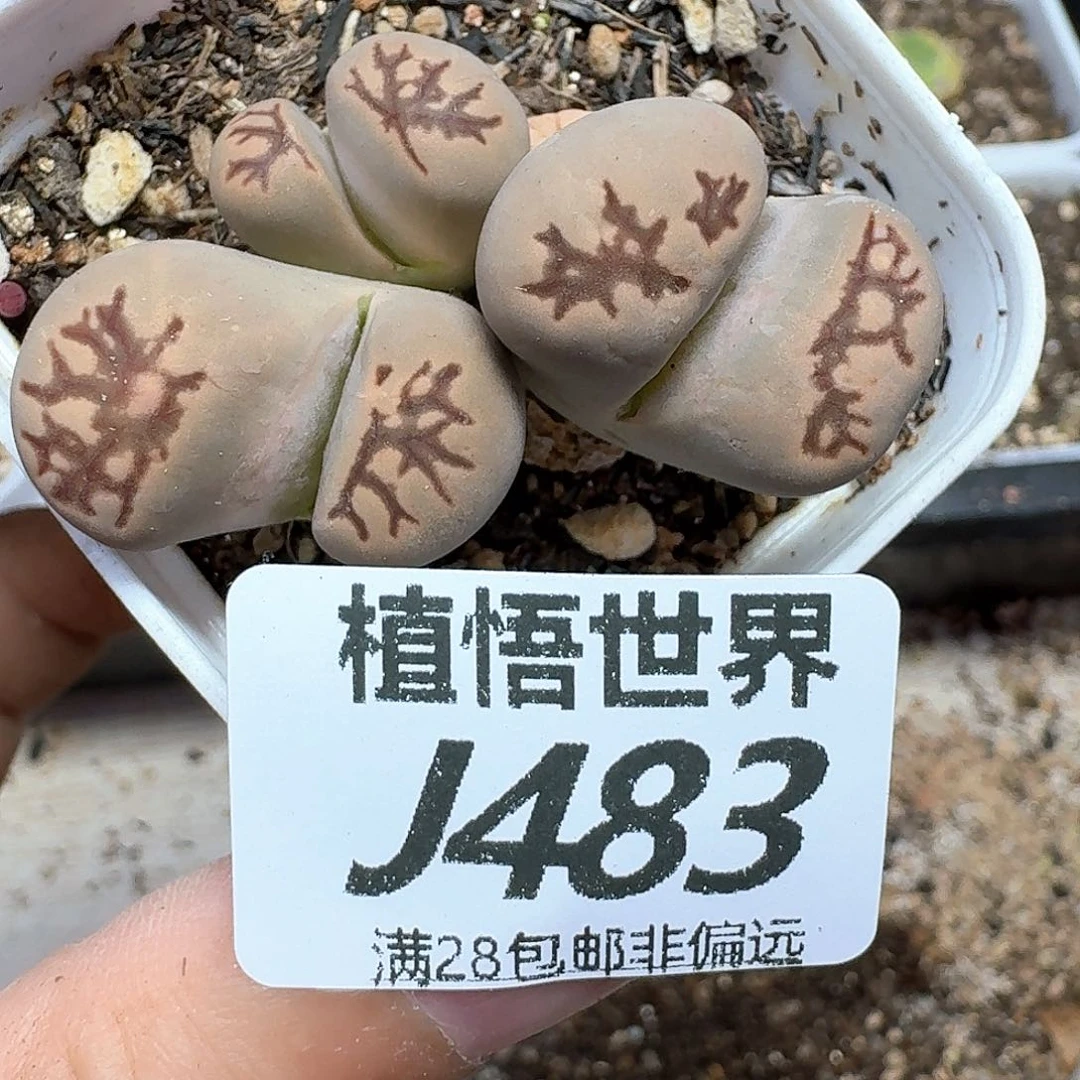 多肉植物的润泽额超过