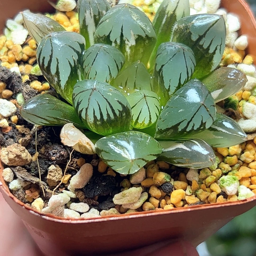 水晶锦十二卷多肉