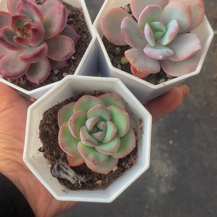 夜魔侠  奶茶  泡芙  （满9.99包邮不满9.99发叶子）