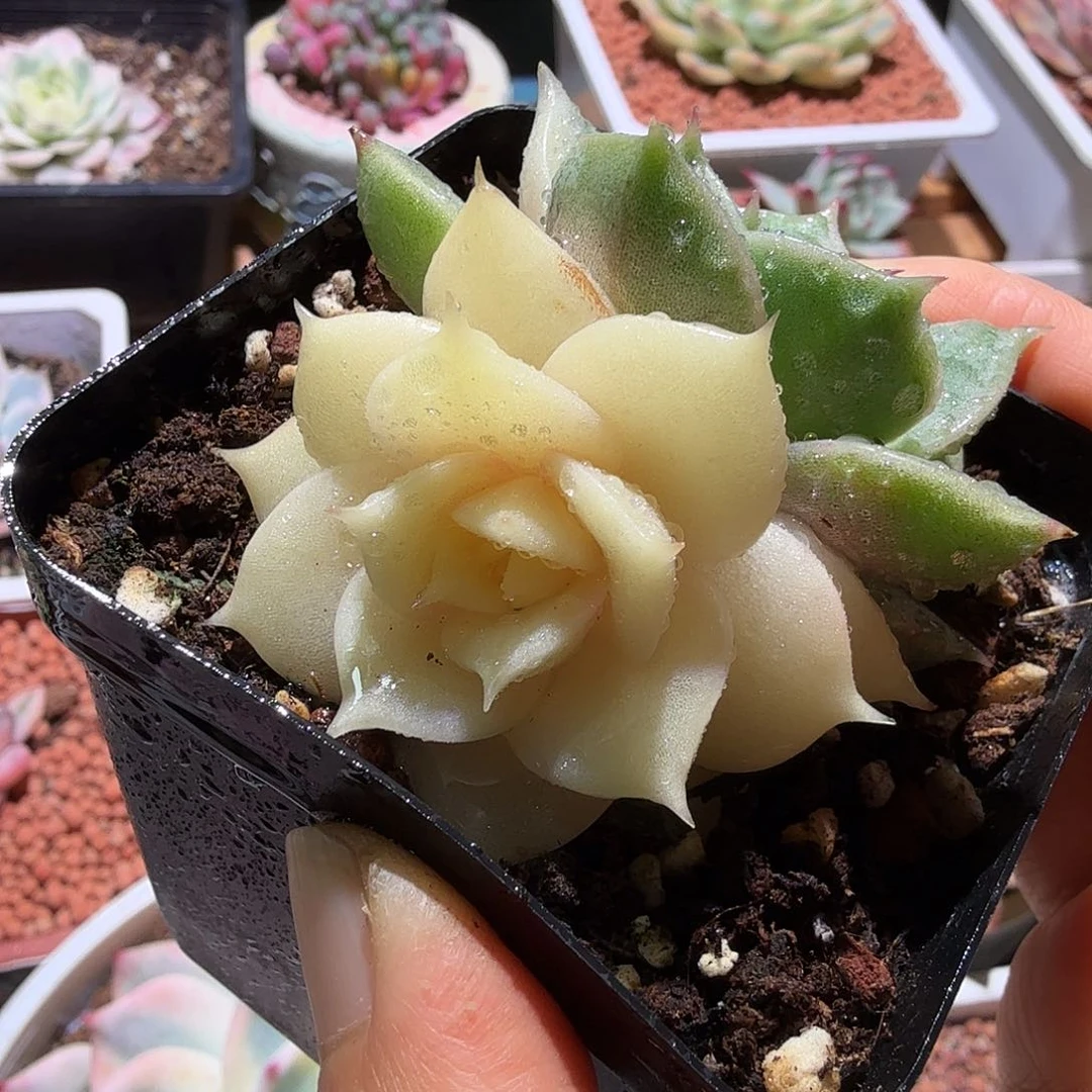 贝加尔湖锦，多肉植物