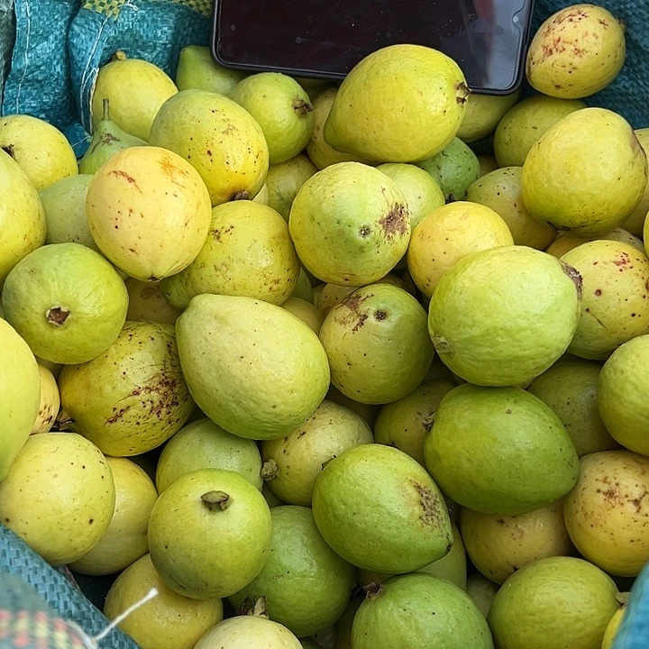 中国大陆野生芭乐5斤