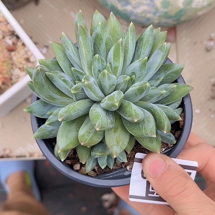 重楼缀26110多肉植物