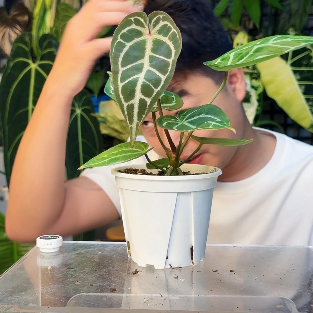 不开花植物B114粉脉银刷子杂撕裂纹