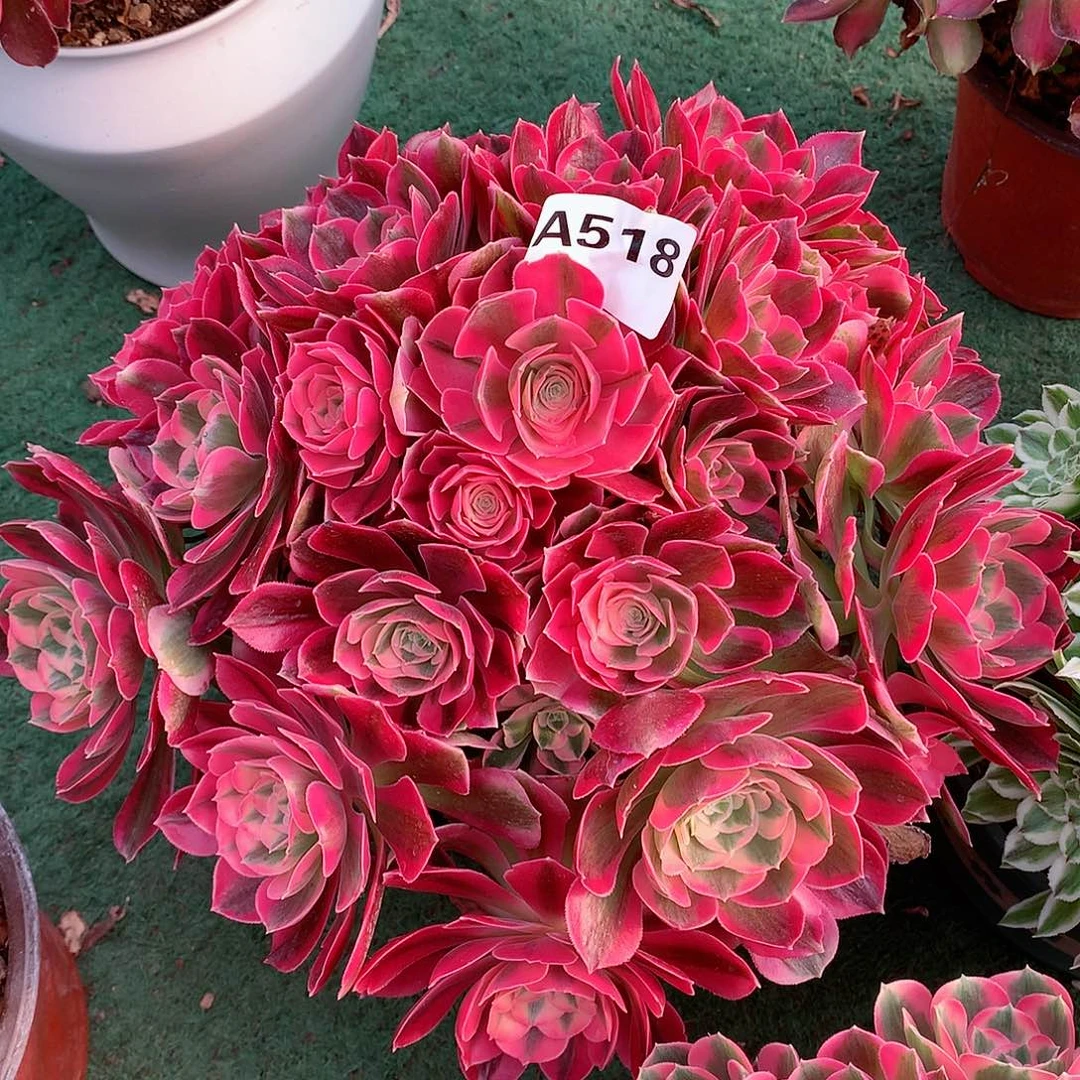 518.粉花妖多肉植物