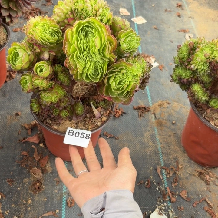 甜**麻圣罗兰缀多肉植物不包损有伤058
