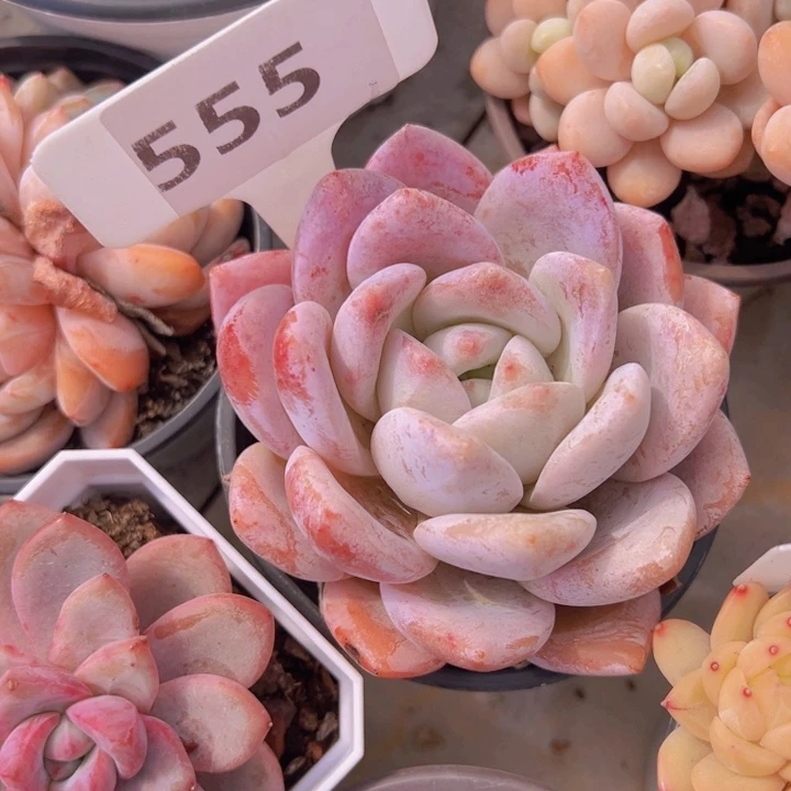 健健康康平平安安