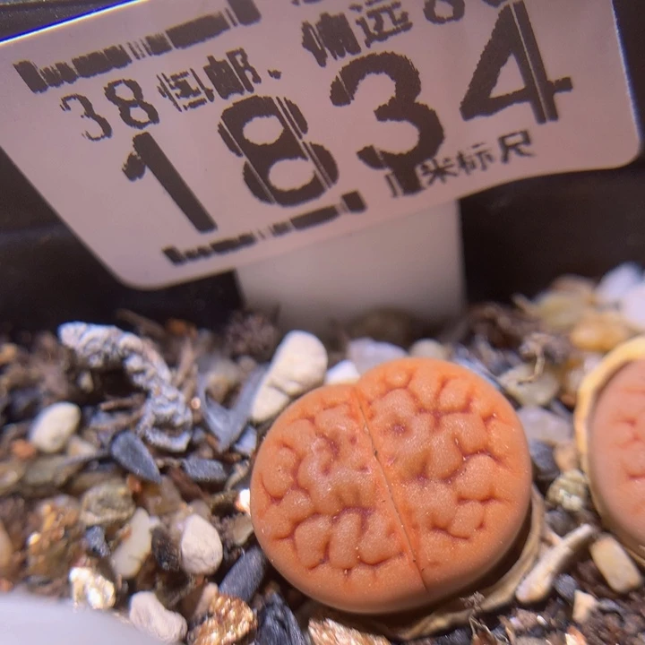 Sss精品生石花1834