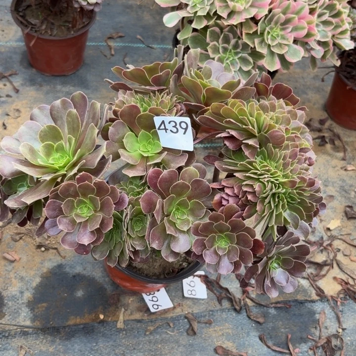 欧紫缀多肉植物不包损439