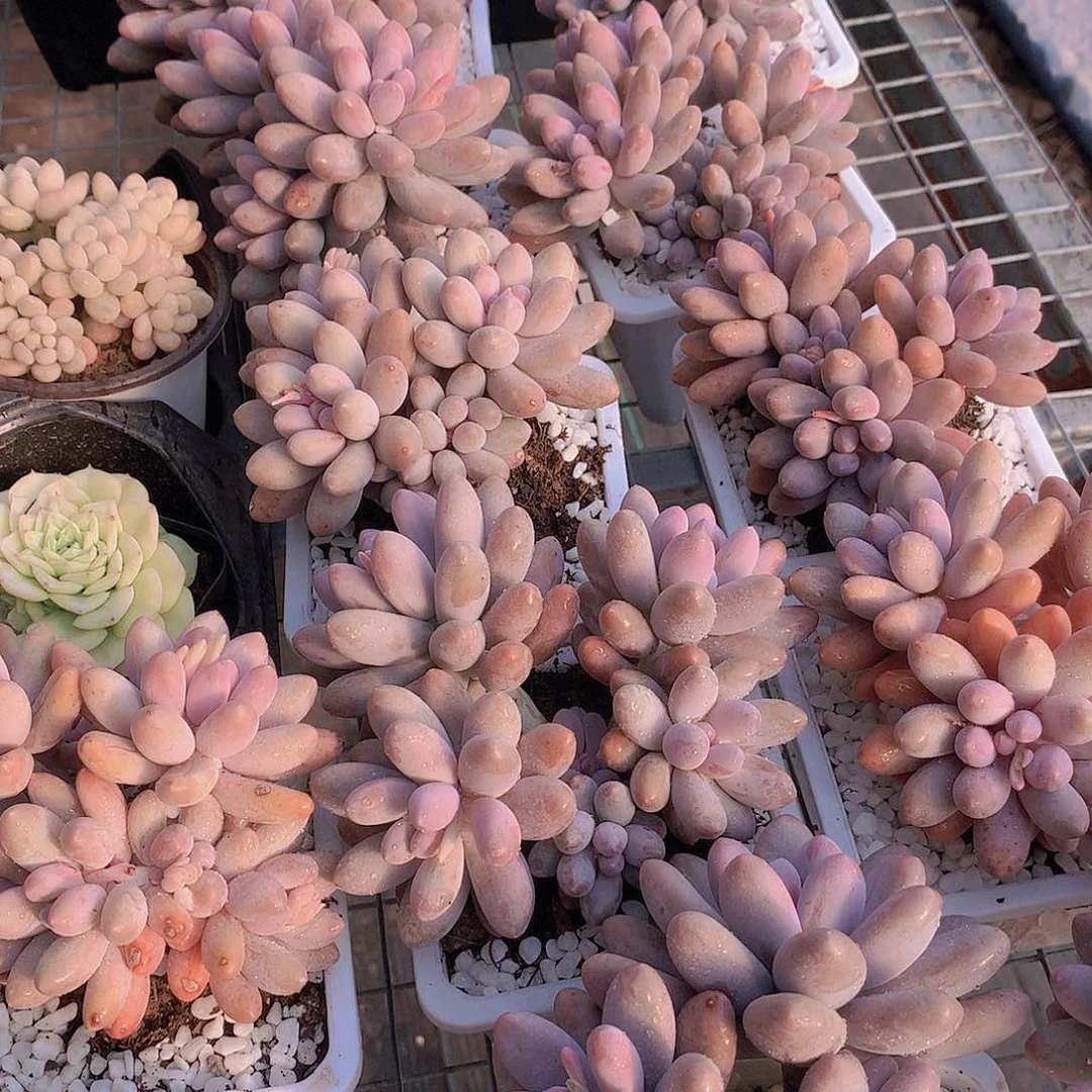 汤圆234567889900000