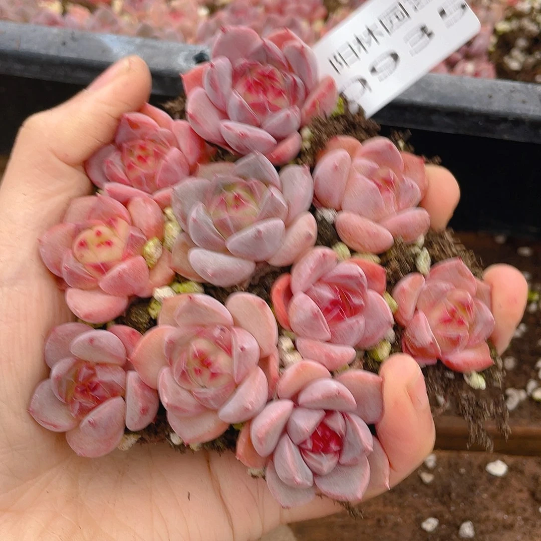 多肉植物多肉植物935
