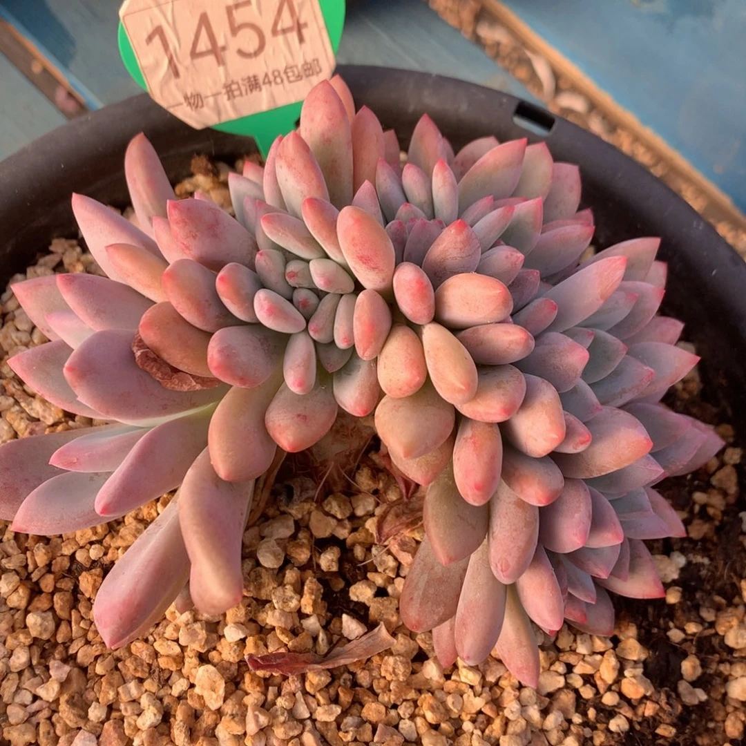 奥普缀化开播福利