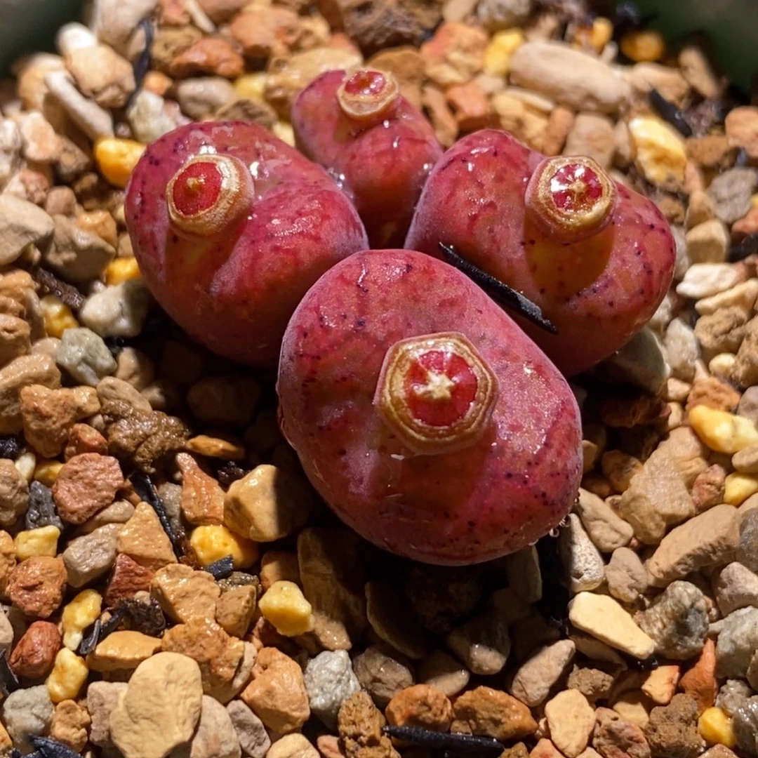 红丝绒质感毛杂红丝绒质感毛杂