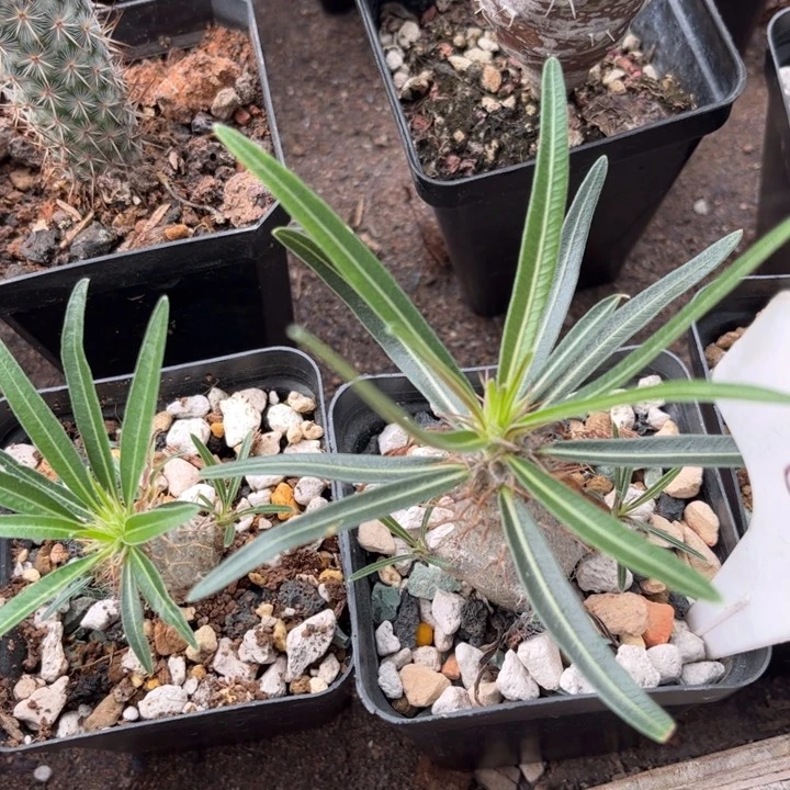 无花朵蟹****盗8052象牙宫好养皮实