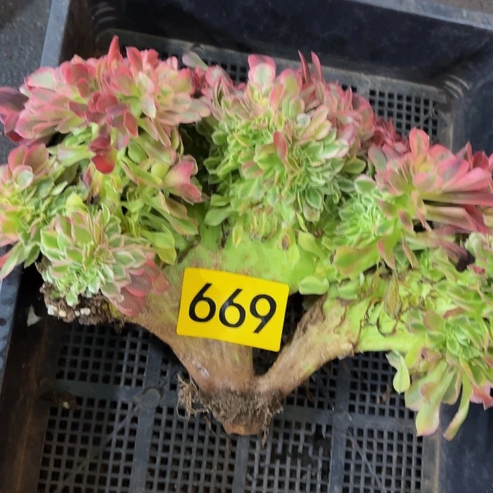 多肉植物福利来669