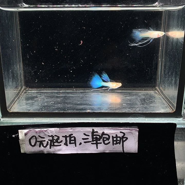 孔雀鱼天使绒球长公2